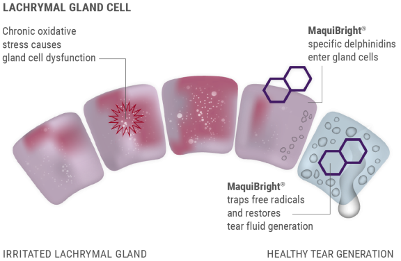Graphic: study on the restoration of normal tear production by Maquibright