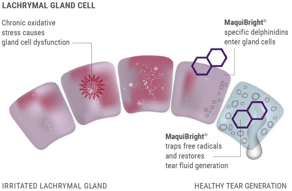 lacrimal gland