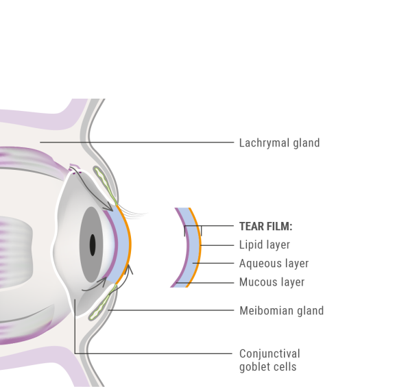 Graphic: Eye atonomy dry eyes